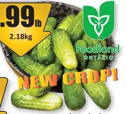Starsky Ontario Grown Fresh Pickles offer