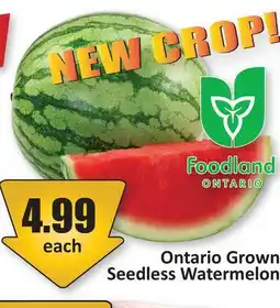 Starsky Ontario Grown Seedless Watermelon offer