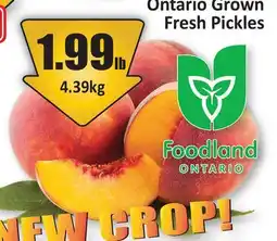 Starsky Ontario Grown Sweet Peaches offer