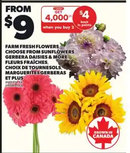 Independent City Market FARM FRESH FLOWERS CHOOSE FROM SUNFLOWERS GERBERA DAISIES & MORE offer
