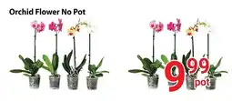 Nations Fresh Foods Orchid flower no pot offer