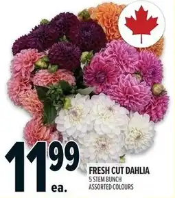 Metro Fresh cut dahlia offer