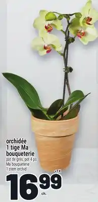 Metro ORCHIDÉE 1 TIGE MA BOUQUETERIE | MA BOUQUETERIE 1 STEM ORCHID offer