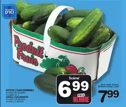 Marches Tradition SMALL CUCUMBERS offer