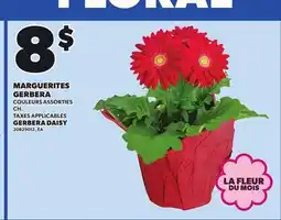 Provigo GERBERA DAISY offer