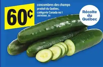 Maxi CONCOMBRES DES CHAMPS offer