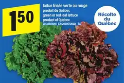 Maxi LAITUE FRISÉE VERTE OU ROUGE | GREEN OR RED LEAF LETTUCE offer