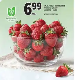 Metro Local field strawberries offer