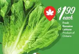 Longo's Fresh Romaine Lettuce offer
