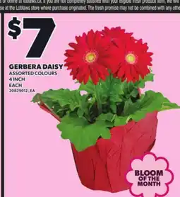 Loblaws GERBERA DAISY, 4 INCH offer