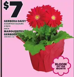Independent Grocer GERBERA DAISY, 4 INCH EACH offer