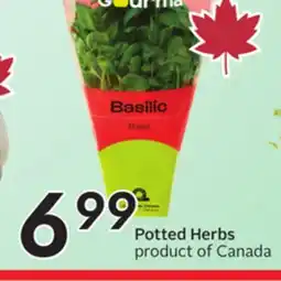 Sobeys Potted Herbs offer