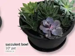 Fortinos SUCCULENT BOWL, 10 POT offer