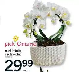 Fortinos MINI INFINITY CIRCLE ORCHID offer
