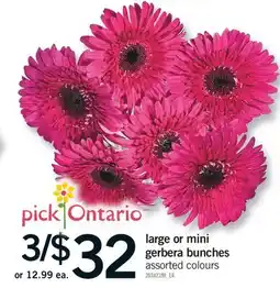 Fortinos LARGE OR MINI GERBERA BUNCHES offer