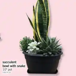 Fortinos SUCCULENT BOWL WITH SNAKE, 10 POT offer