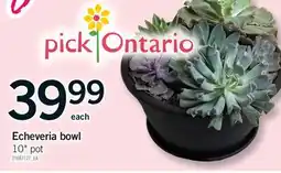 Fortinos ECHEVERIA BOWL, 10 POT offer