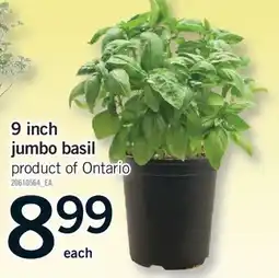 Fortinos 9 INCH JUMBO BASIL offer