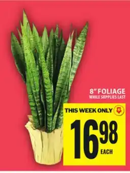 Food Basics 8 FOLIAGE offer