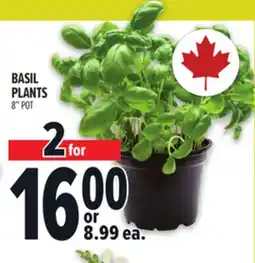 Metro BASIL PLANTS 8 POT offer