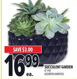 Metro SUCCULENT GARDEN offer