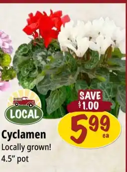 Farm Boy Cyclamen offer