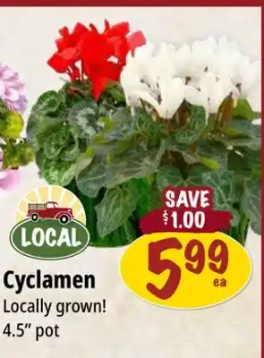 Farm Boy Cyclamen offer