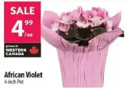 Co-op African Violet 4-inch Pot offer