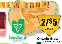 Starsky Cantaloupe offer