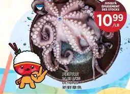 Kim Phat OCTOPUS offer
