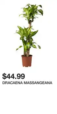 IKEA DRACAENA MASSANGEANA offer