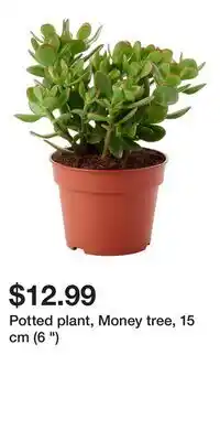 IKEA Potted plant, Money tree, 15 cm (6 ) offer