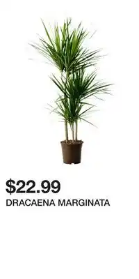 IKEA DRACAENA MARGINATA offer