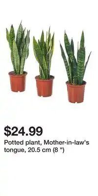 IKEA Potted plant, Mother-in-law's tongue, 20.5 cm (8 ) offer