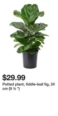 IKEA Potted plant, fiddle-leaf fig, 24 cm (9 ½ ) offer