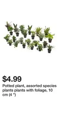 IKEA Potted plant, assorted species plants plants with foliage, 10 cm (4 ) offer