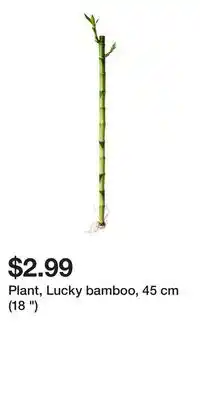 IKEA Plant, Lucky bamboo, 45 cm (18 ) offer