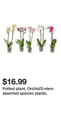 IKEA Potted plant, Orchid/2-stem assorted species plants offer