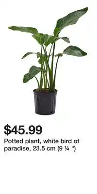 IKEA Potted plant, white bird of paradise, 23.5 cm (9 ¼ ) offer
