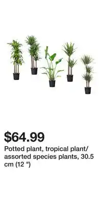 IKEA Potted plant, tropical plant/assorted species plants, 30.5 cm (12 ) offer