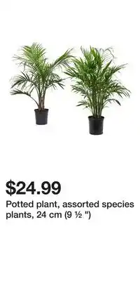 IKEA Potted plant, assorted species plants, 24 cm (9 ½ ) offer