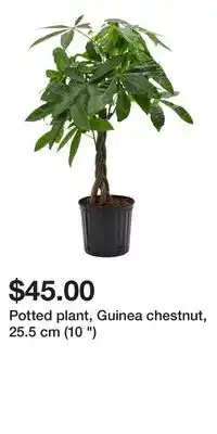 IKEA Potted plant, Guinea chestnut, 25.5 cm (10 ) offer
