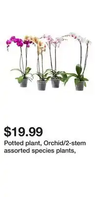 IKEA Potted plant, Orchid/2-stem assorted species plants offer