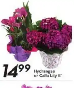 Sobeys Hydrangea or calla lily offer