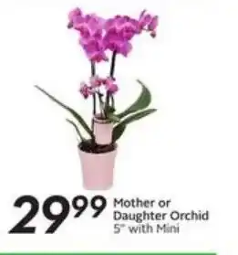 Sobeys Mother or daughter orchid offer