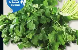 IGA FRESH CORIANDER OR MINT offer