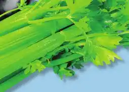 IGA CELERY offer