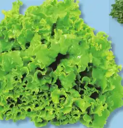 IGA RED OR GREEN LEAF LETTUCE offer