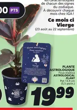 IGA Ficus elastica ASTROLOGICAL PLANT offer
