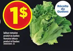 Maxi LAITUE ROMAINE offer